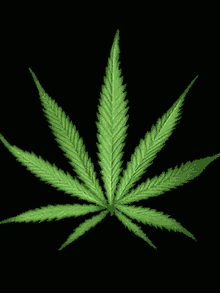 a marijuana leaf on a black background that is glowing in the dark