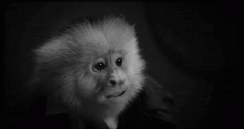 Bullshit Monkey GIF - Bullshit Monkey David Lynch GIFs