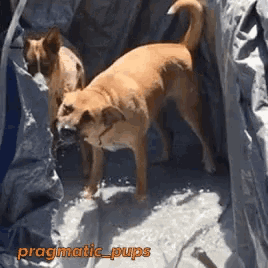 a picture of two dogs with the caption pragmatic pups on the bottom right