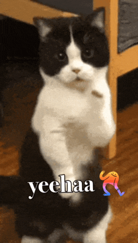 a black and white cat standing on its hind legs with the words yeehaa written on the bottom