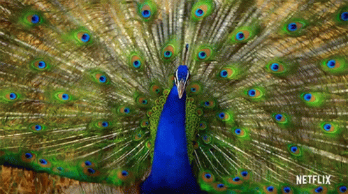 Peacock Life In Color With David Attenborough GIF - Peacock Life In Color With David Attenborough Dancing GIFs