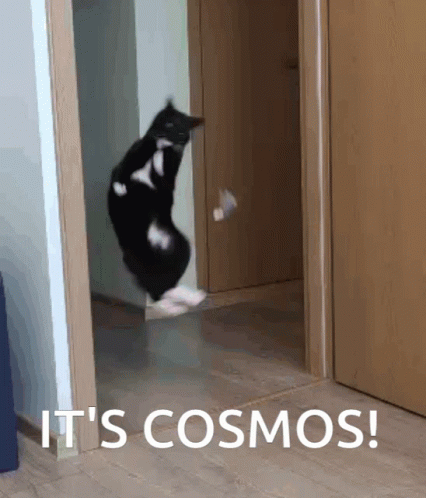 Cosmos Unbelievable GIF - Cosmos Unbelievable Maksas The Cat GIFs