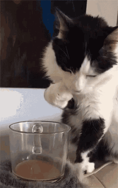 Cat Drinking GIF - Cat Drinking GIFs