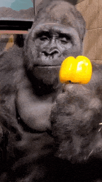 Gorilla Surprised GIF - Gorilla Surprised GIFs