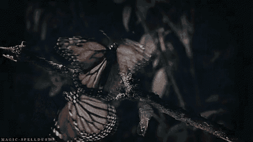 a butterfly is sitting on a branch in the dark and spreading its wings .