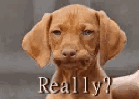 a brown puppy is making a funny face with the words really written below it