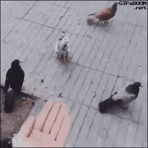 a person is holding a stick in front of a flock of pigeons on a sidewalk .