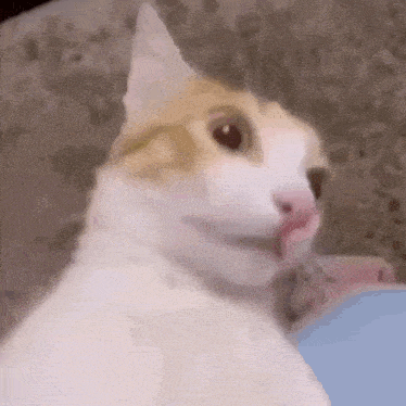 a close up of a cat 's face with its mouth open and a blurry background .