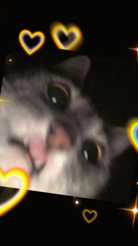 Nickyyy Cute GIF - Nickyyy Cute Cat GIFs