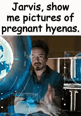 a man is sitting in front of a screen that says jarvis show me pictures of pregnant hyenas