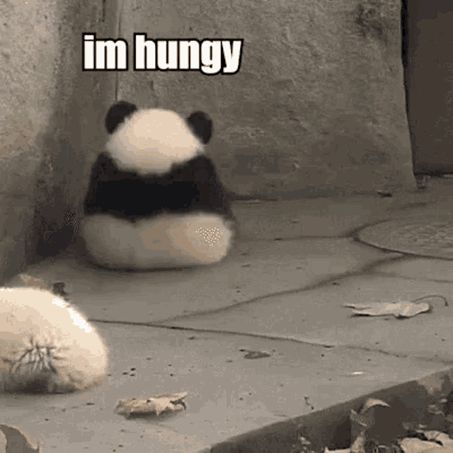 Panda Hungy GIF - Panda Hungy Hangry GIFs