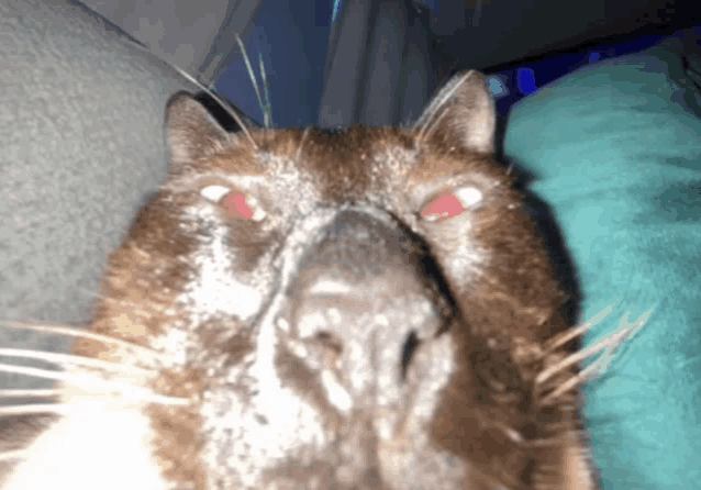 a cat with red eyes looks at the camera