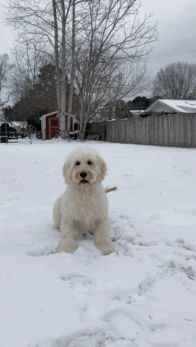a white dog is sitting in the snow in front of a red barn