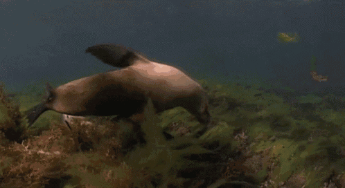 two seals are swimming in a body of water surrounded by algae