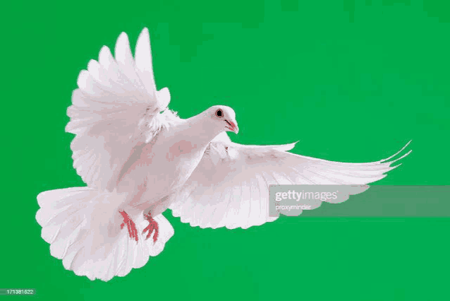 a white pigeon is flying in the air with its wings spread on a green screen .