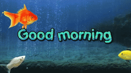 Good Morning Fish GIF - Good Morning Fish GIFs