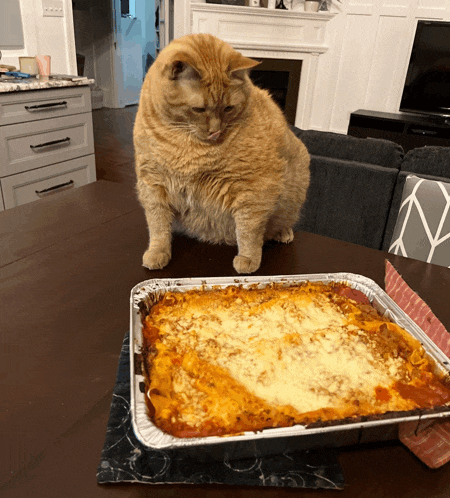 a cat sits on a table next to a casserole dish of lasagna