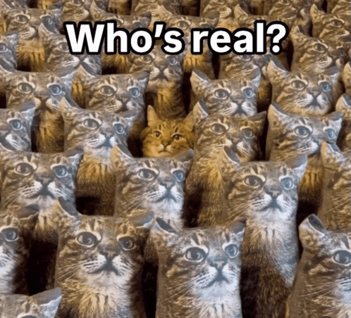 a bunch of cats with the words who 's real on the bottom