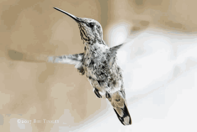 a photo of a hummingbird was taken in 2017