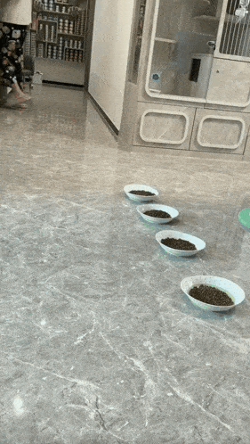 a row of bowls filled with cat food on a tiled floor