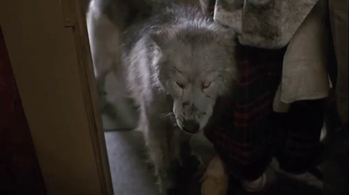 Wolf Smile GIF - Wolf Smile Grin GIFs
