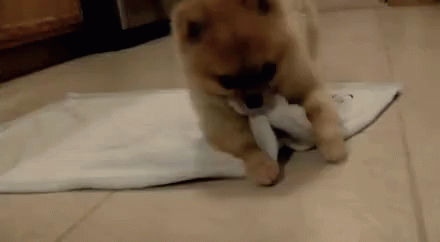 Ready For Bed GIF - Dogs Cute Blanket GIFs