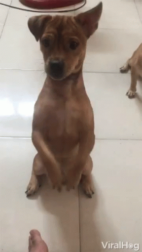 Begging Dog GIF - Begging Dog Begging Dog GIFs