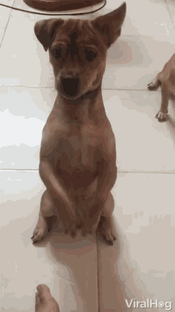 a small brown dog is sitting on its hind legs on a tile floor .