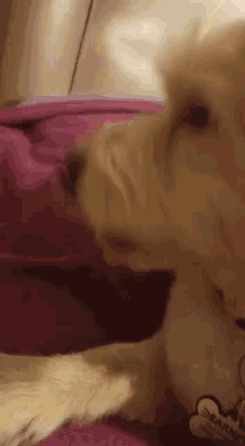 a close up of a dog laying on a bed with a purple blanket