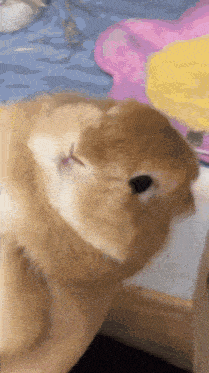 a close up of a cat sleeping in a person 's hand .