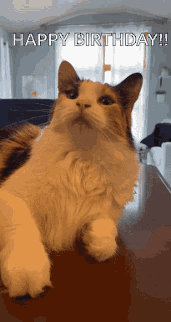 a calico cat is sitting on a wooden table with the words happy birthday written above it