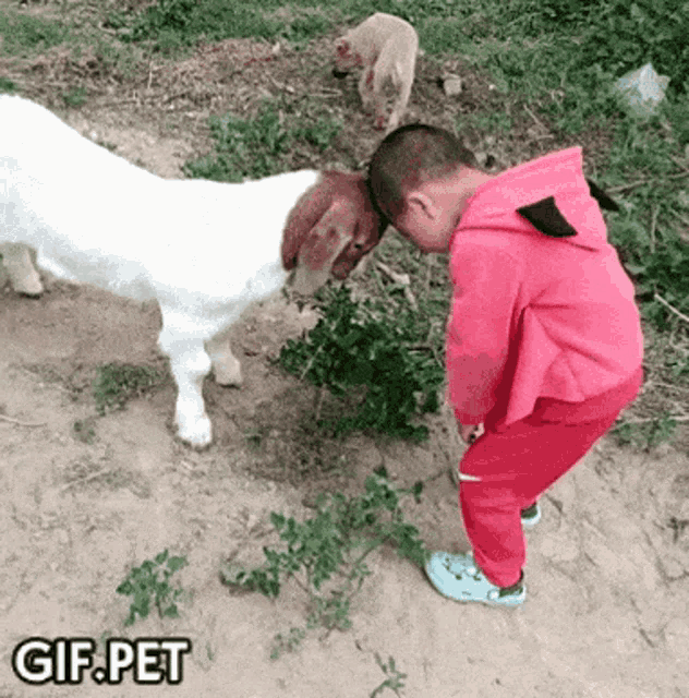 Gif Pet Boy Vs Goat GIF - Gif Pet Boy Vs Goat Funny GIFs