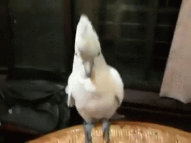 Music Lovin' Parrot Dancing GIF - Parrot Pets Animals GIFs