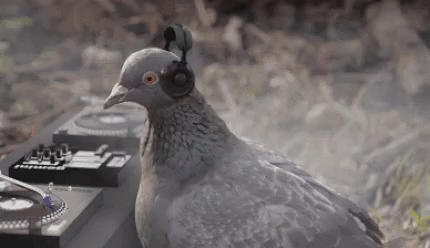 Dj Pigeon Funny Animals GIF