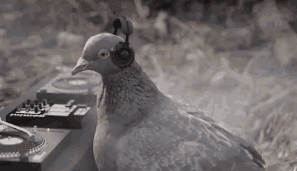 a pigeon wearing headphones is sitting in front of a dj .