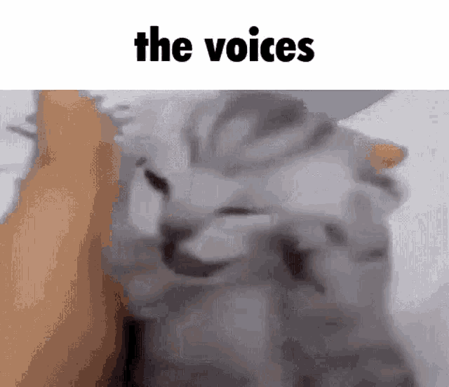 Cat The Voices GIF - Cat The Voices Hallucinations GIFs