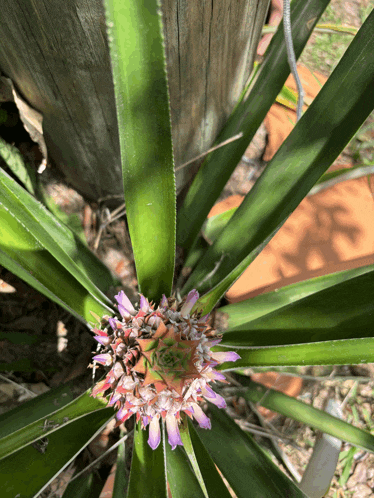 a pineapple plant with purple flowers growing out of it