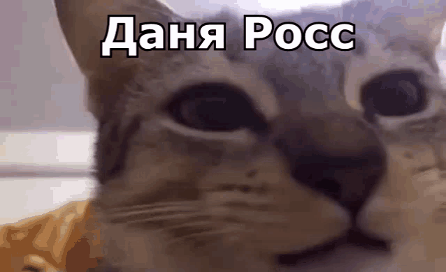 a close up of a cat 's face with the words dana ross written on it .