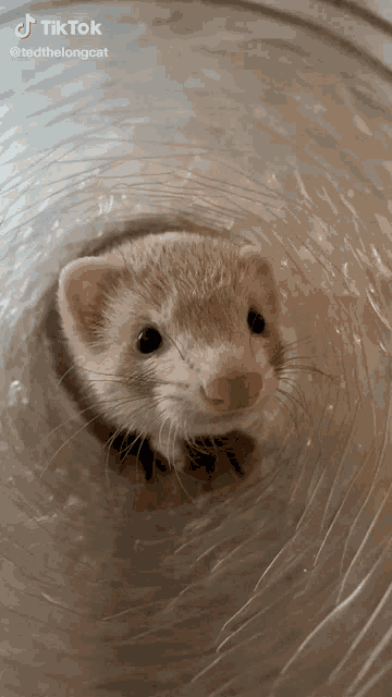 a ferret is looking out of a clear plastic tube