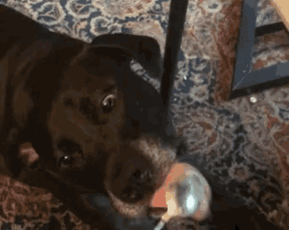 a close up of a dog playing with a toy on the floor