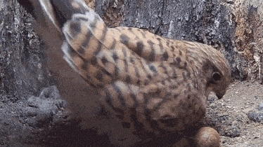 Giving Warmth To The Eggs Kestrel GIF - Giving Warmth To The Eggs Kestrel Robert E Fuller GIFs