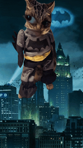 a cat in a batman costume is standing in front of a pd sign