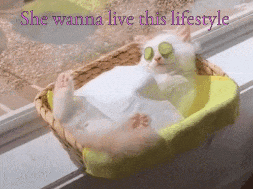 Cat Relaxed GIF - Cat Relaxed Lifestyle GIFs