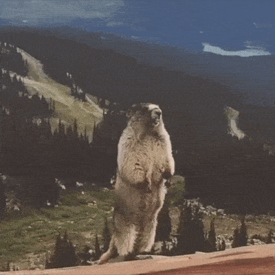 a groundhog is standing on its hind legs in front of a mountain range .