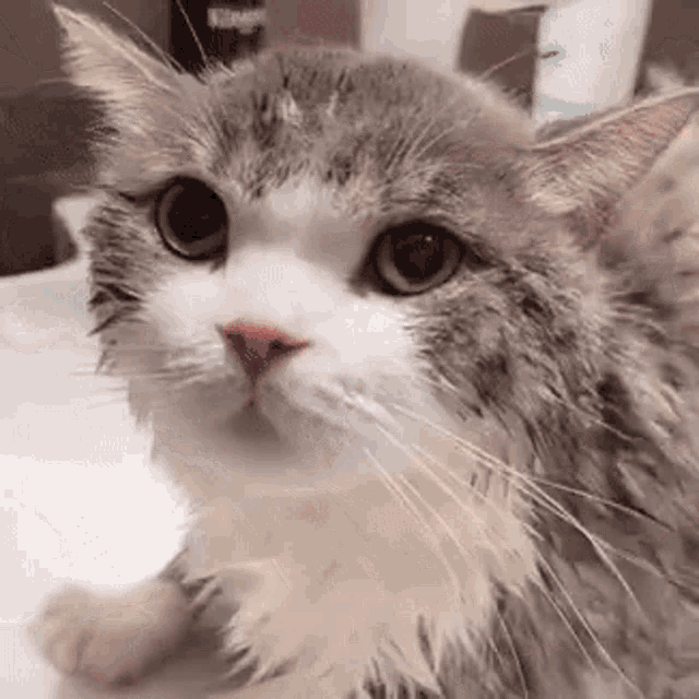 Tudou Mr Potato Cat GIF - Tudou Mr Potato Cat Cute Cat GIFs