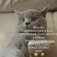 Scared Nervous GIF - Scared Nervous Texting Cat GIFs