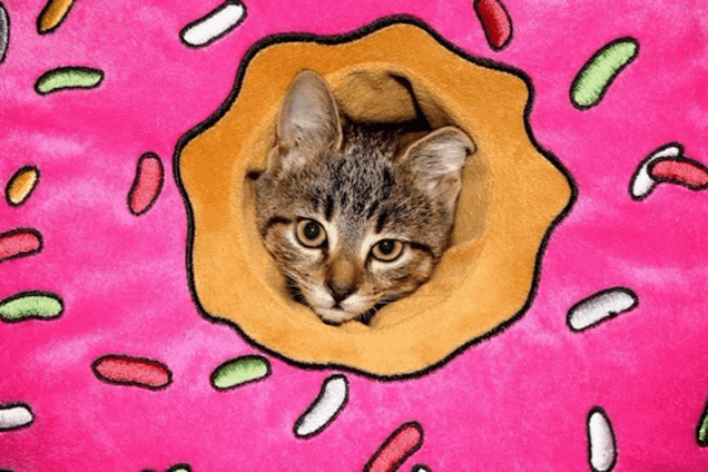 a cat is sticking its head through a hole in a donut