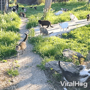 a bunch of cats are walking down a path with the words viralhog on the bottom right