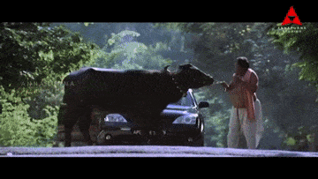 a man petting a cow next to a car that says apc on the side