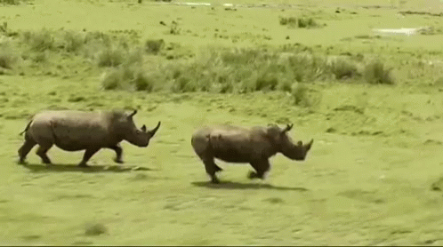 Tthebestlimitedd Rhino GIF - Tthebestlimitedd Rhino Race GIFs